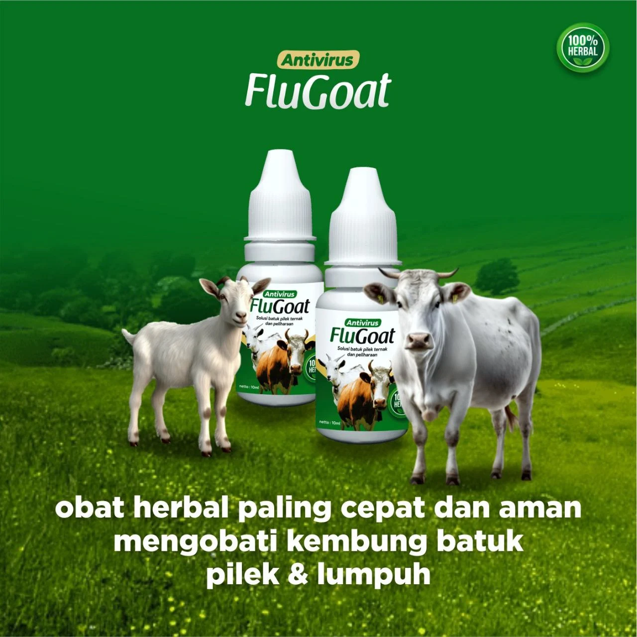 ciri ciri kambing kembung