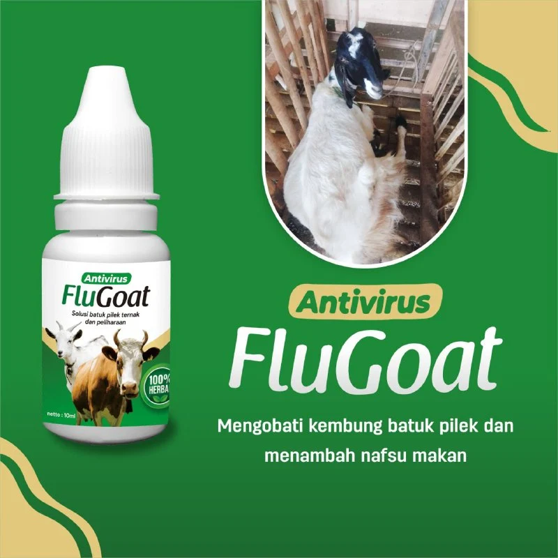 kambing kembung napas cepat