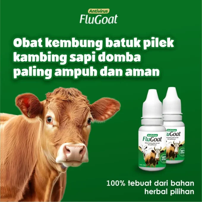 kambing kembung tidak mau makan