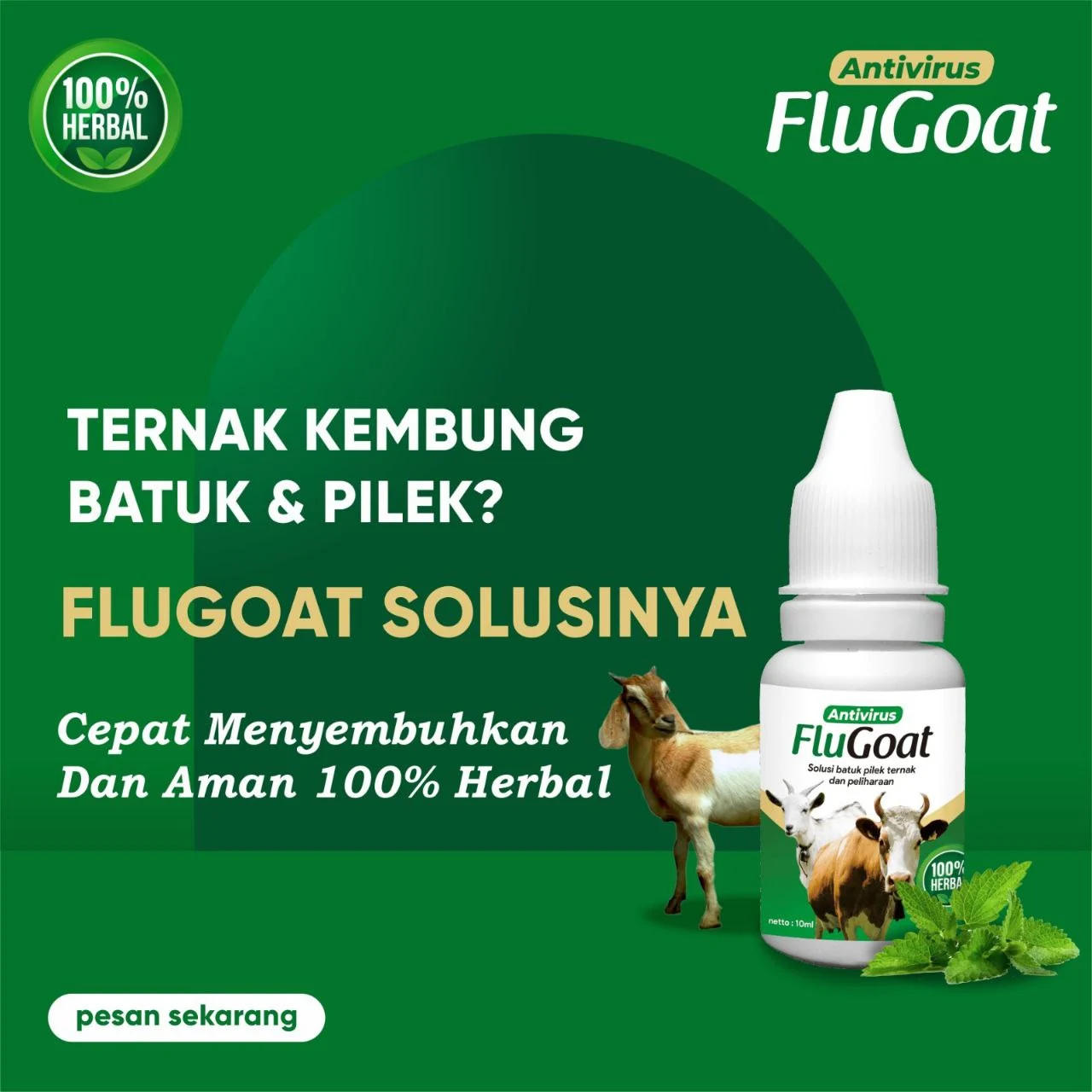 mengatasi-ternak-kembung