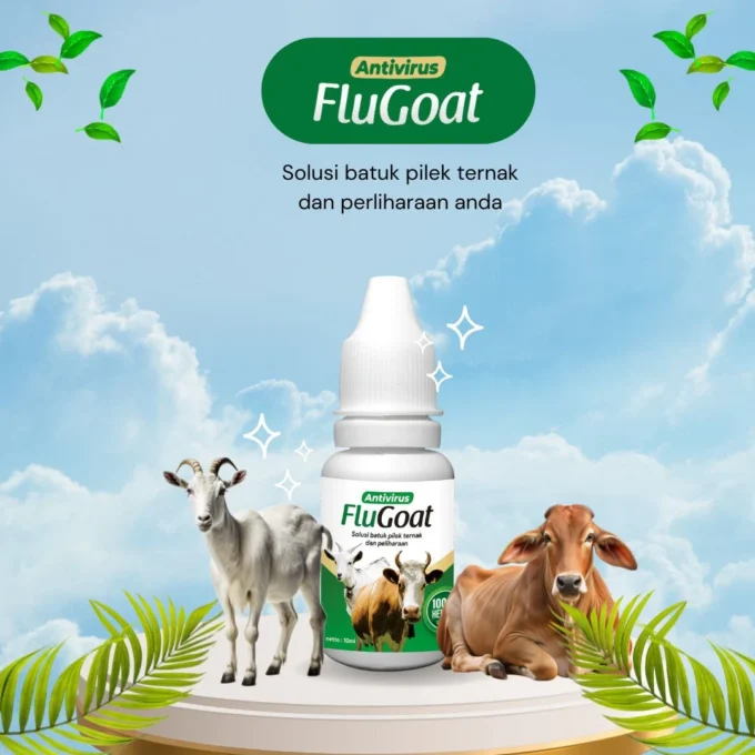 penyebab kambing kembung