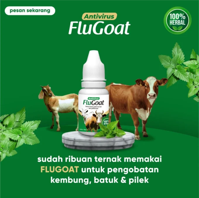 perut kambing sebelah kiri membesar